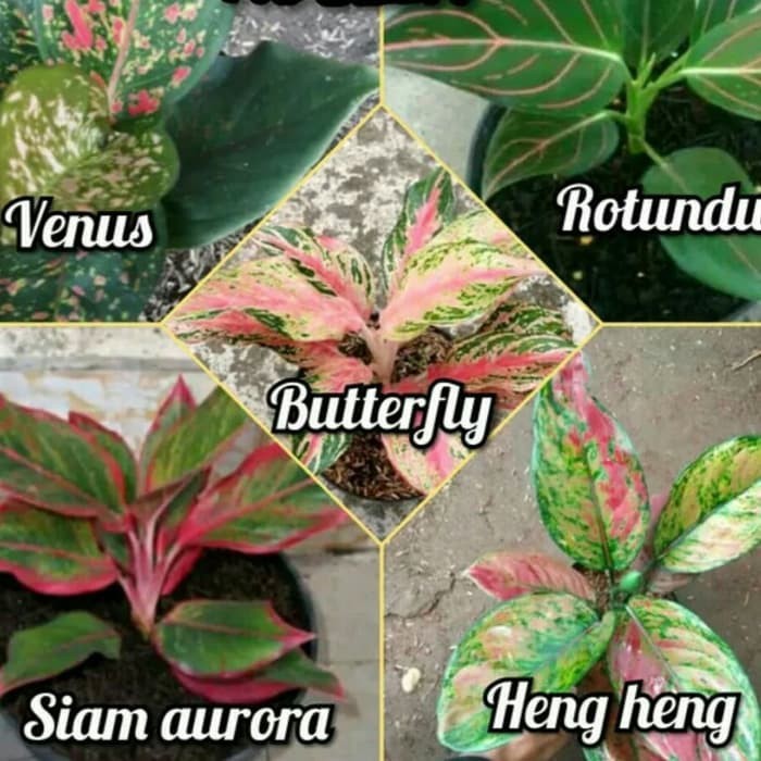 Promo Paket 5 Bibit Bunga Aglonema