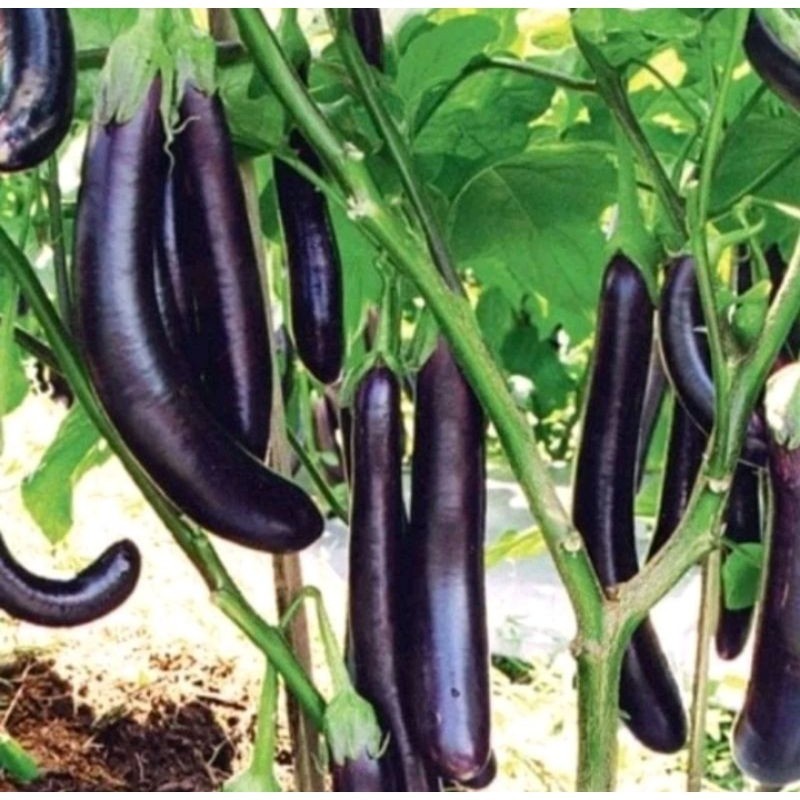 100 BENIH TERONG UNGU ANTABOGA CAP KAPAL TERBANG