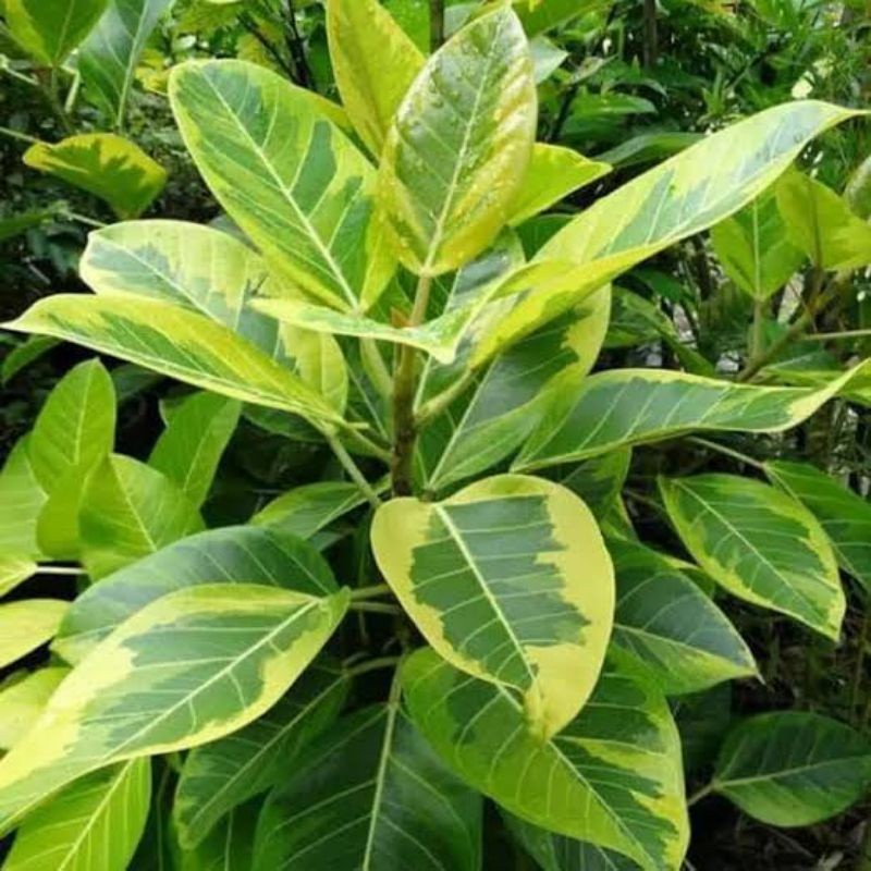 Tanaman Hias Beringin Karet Kebo Kuning - ficus elastica varigata yellow ukuran 40-60cm