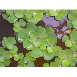 Apu Apu Tanaman Air ISI 20 pohon | Apu Apu Mini | Apu Apu Tanaman Air | Apu Apu Tanaman Aquarium