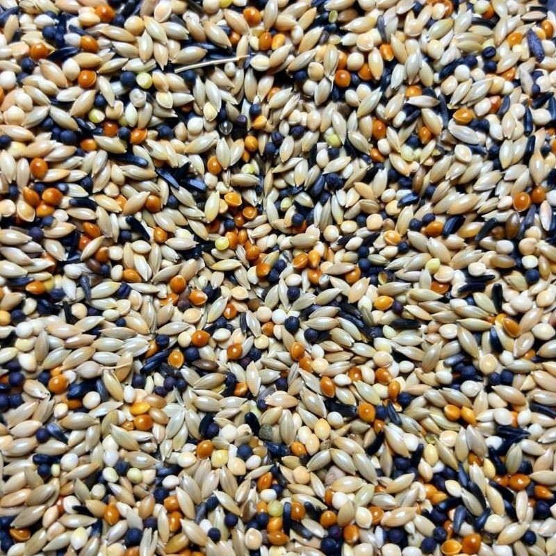 PAKAN KENARI KILOAN PAKAN BURUNG KENARI SEED CAMPUR 1kg
