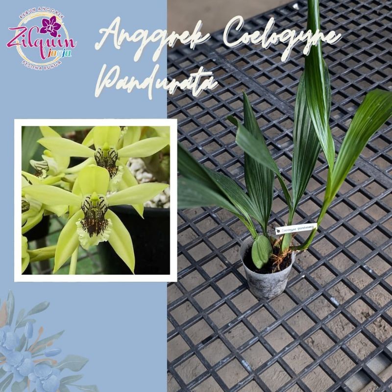 promo' Anggrek Ceologyn Pandurata ( Anggrek Hitam Kalimantan ) Kondisi Dewasa