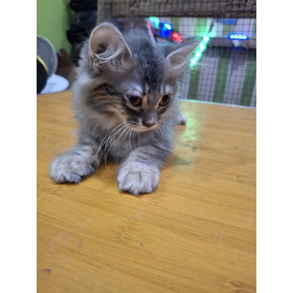 Kucing Persia Medium-Himalaya Usia 2-5Bulan