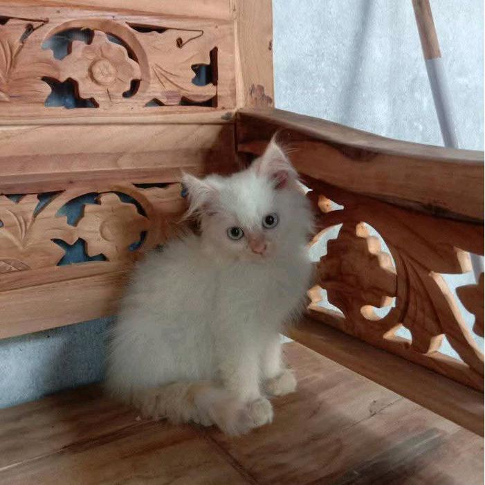 Jual kucing kitten persia himalaya red point