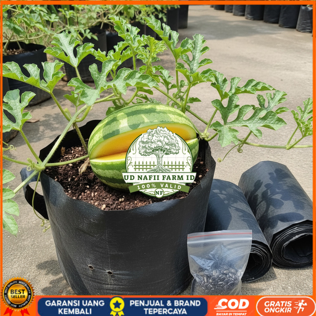 PAKET SIAP BERKEBUN 10 BENIH SEMANGKA INUL KUNING NON BIJI DAN BONUS  2 POLYBAG UKURAN 20 X 20 PAKET