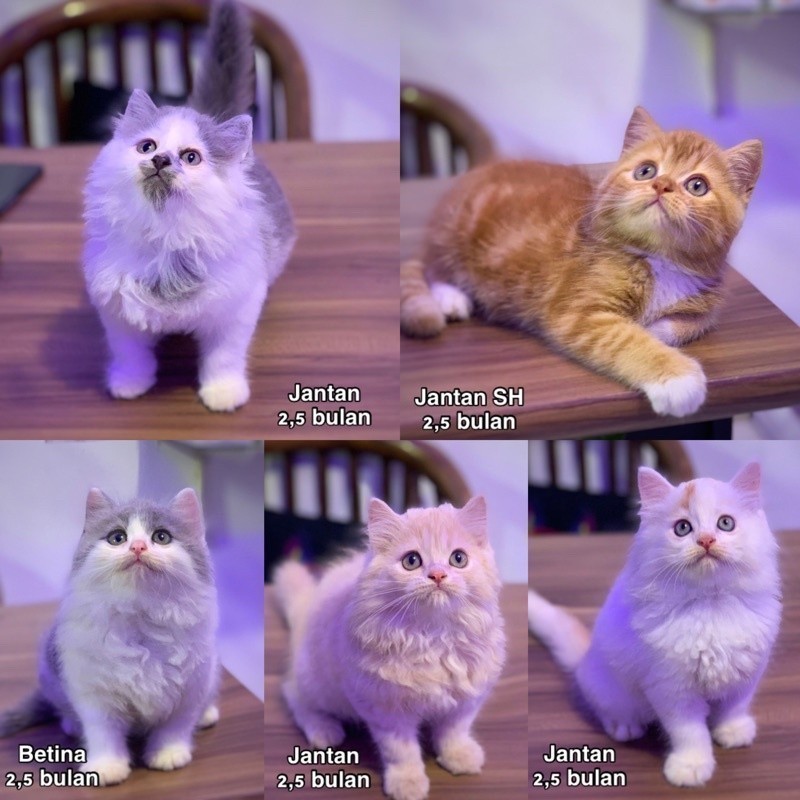 Kucing kitten Persia Himalaya Ragdol Peaknose Flatnose Munchkin Maincoone British BSH Anggora Sphynx