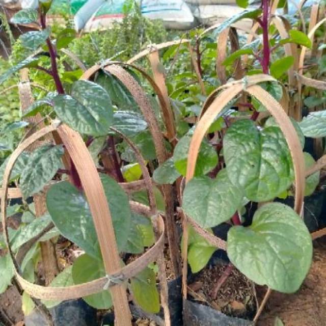 Tanaman Herbal Binahong Merah, Tanaman Binahong Merah, Tanaman Gondola