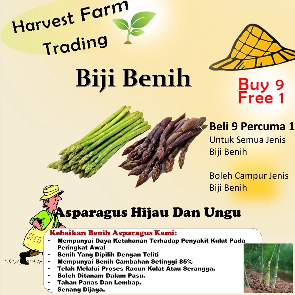 repack benih Biji Benih Asparagus Hijau Ungu 20Pcs +- Benih pokok Asparagus Hijau green puple aspara