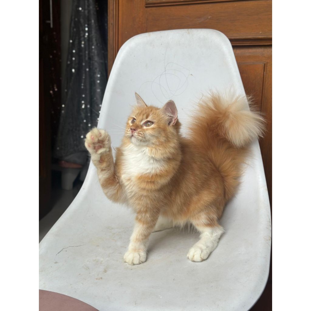 Kucing MaineCoon Jantan/Betina Ganteng Dan Cantik Super