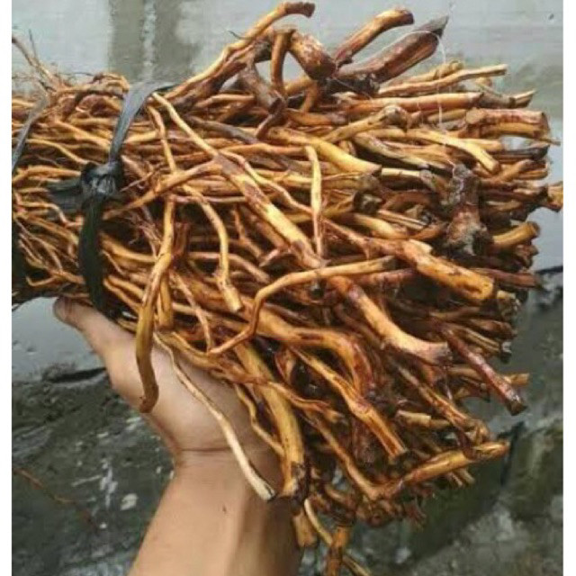 Akar senggani aquascape