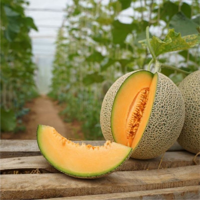 Benih Melon Hibrida Merlin F1 2 Biji – Bibit Tanaman Buah Melon