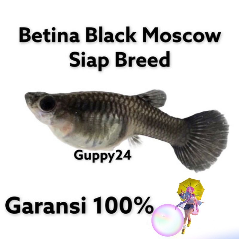 hiasan aquarium betina guppy black moscow siap brol