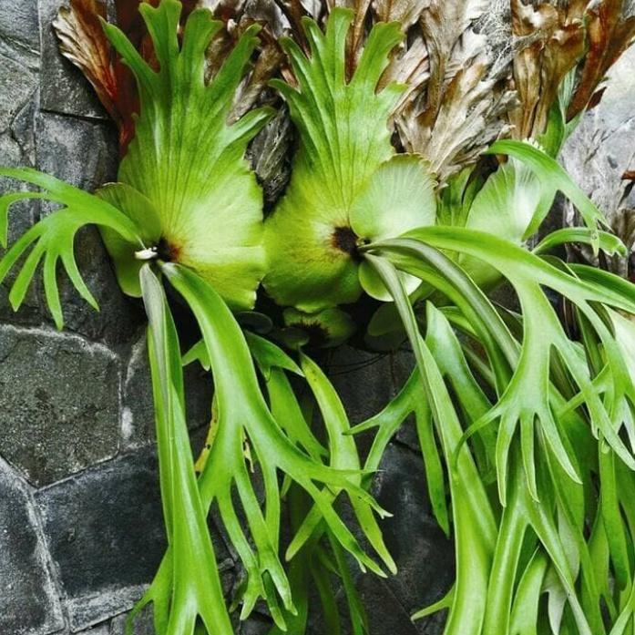 kadaka tanduk rusa - pohon paku tanduk rusa cod