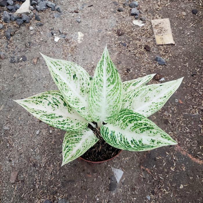 Aglonema Legacy Putih