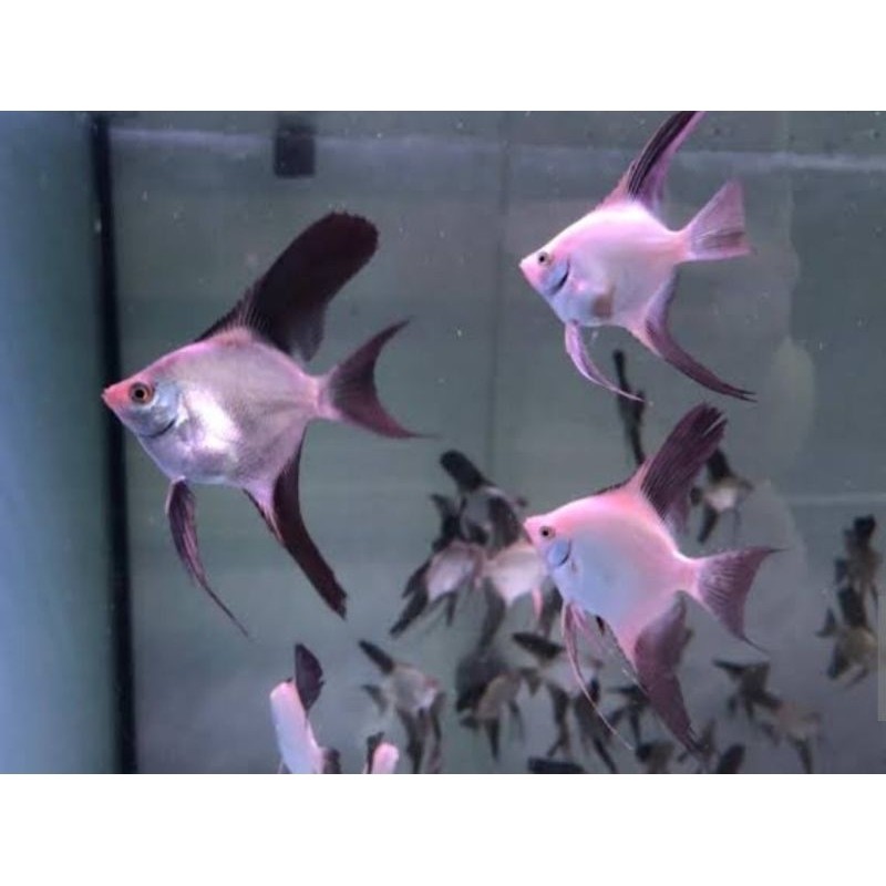 ikan hias  manfish BSP size s prekor mevah