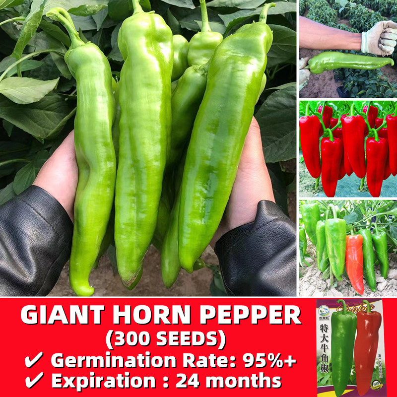 (50 Butir) Biji Cabe Merah Italian Sweet Pepper benih cabe hijau panjang/Benih Cabe Merah Italian ca