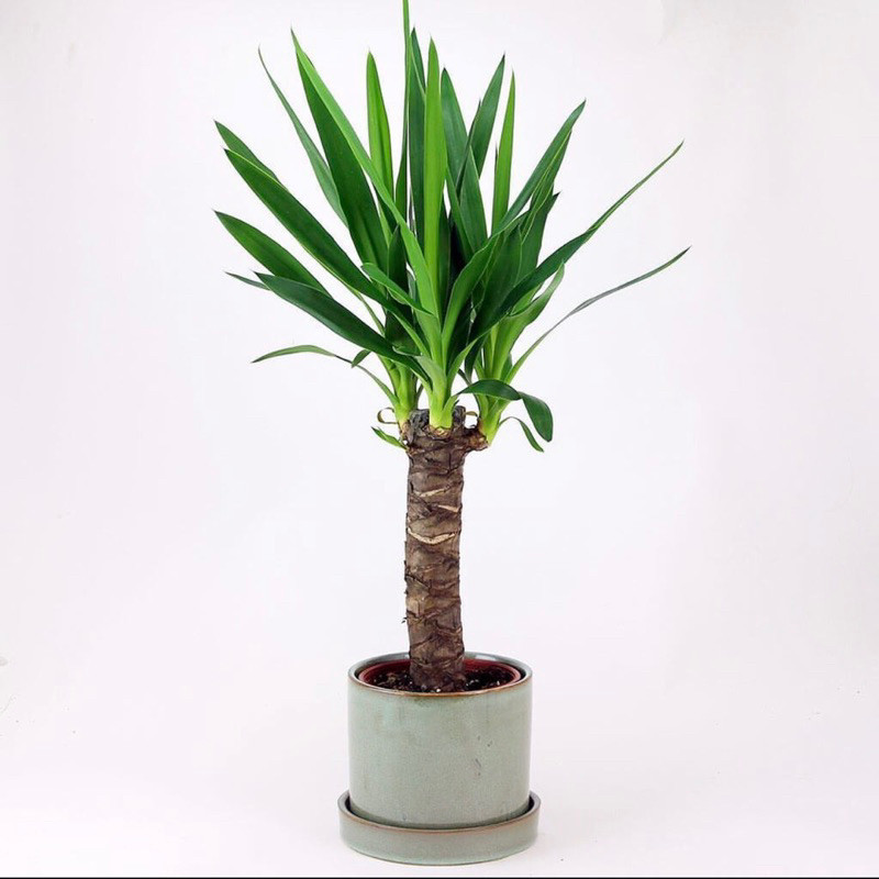 TERMURAH Tanaman hias indor yucca plant / tanaman hias pandan yucca