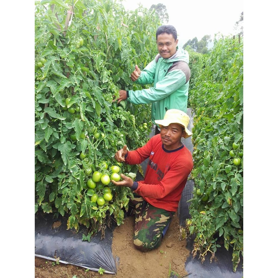 Benih Bibit Tomat Buah Super Besar AGATHA F1 150 Biji Cap Panah Merah Muda jaya makmur