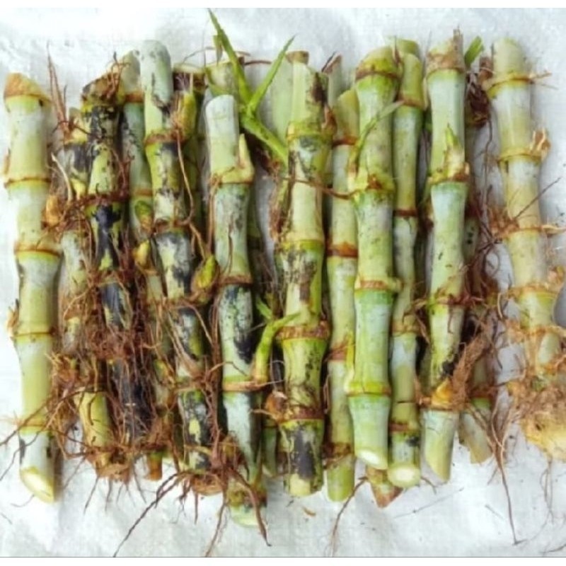 Promo COD BIBIT ODOT BIBIT RUMPUT ODOT PAKAN TERNAK HEWAN 500GRAM .. "