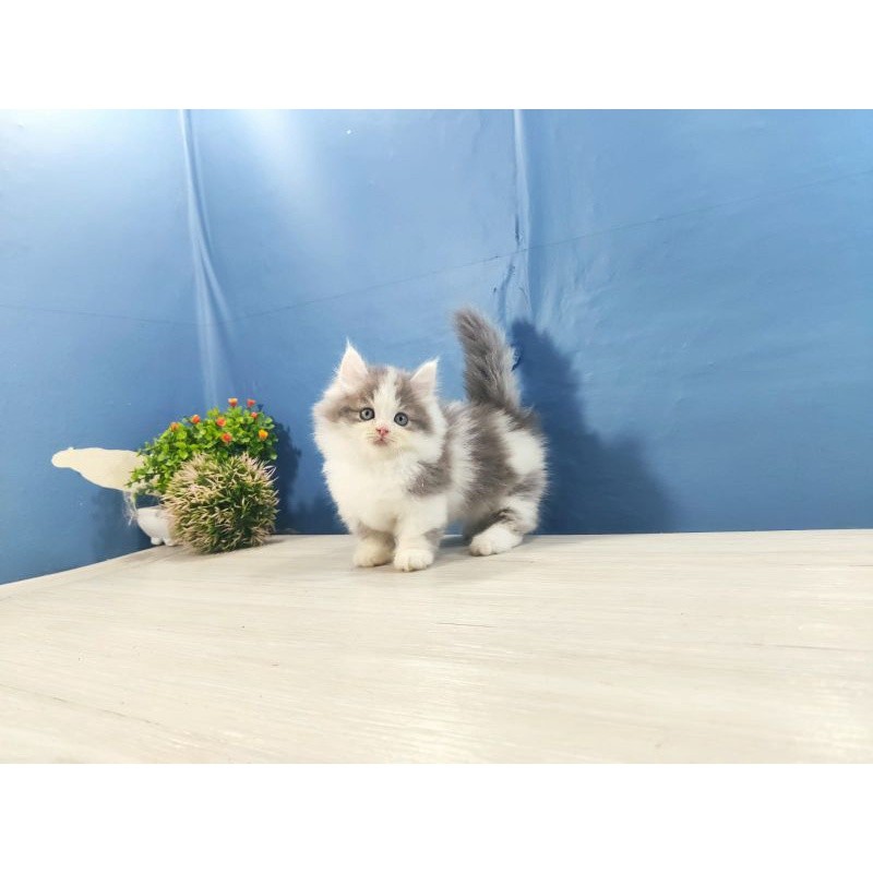 kucing kitten ras munchkin cebol pendek