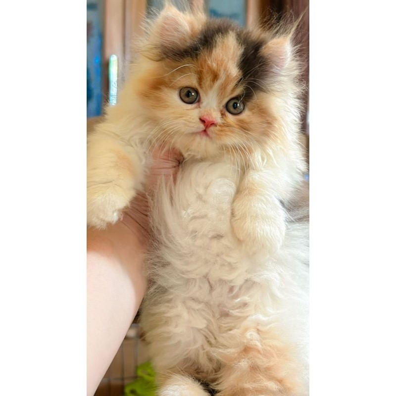 kucing persia kitten betina calico bisa cod mainan lucu
