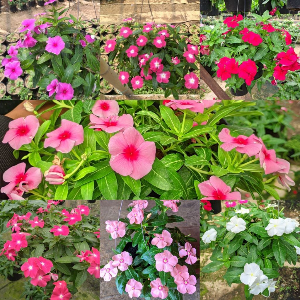 Tanaman Hias Gantung Hidup Bunga Vinca Juntai Tapak Dara Import Rimbun Tahan Panas