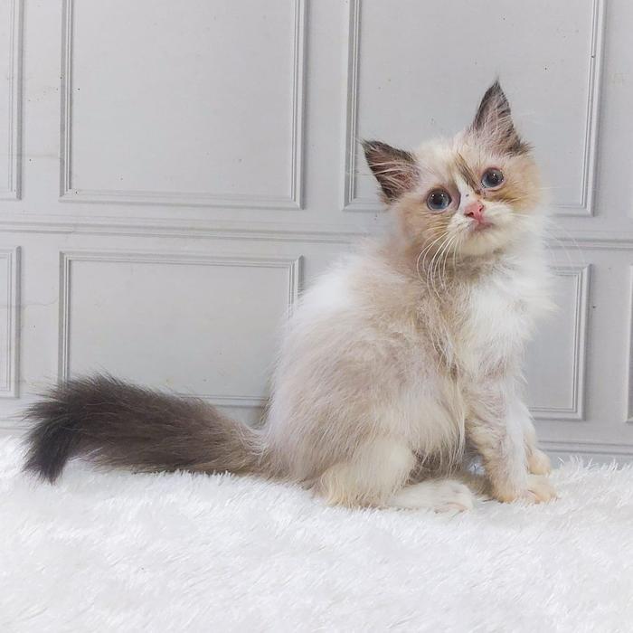 KUCING KITTEN PERSIA RAGDOLL SEHAT KUCING GEMBUL LUCU BETINA 3 BULAN