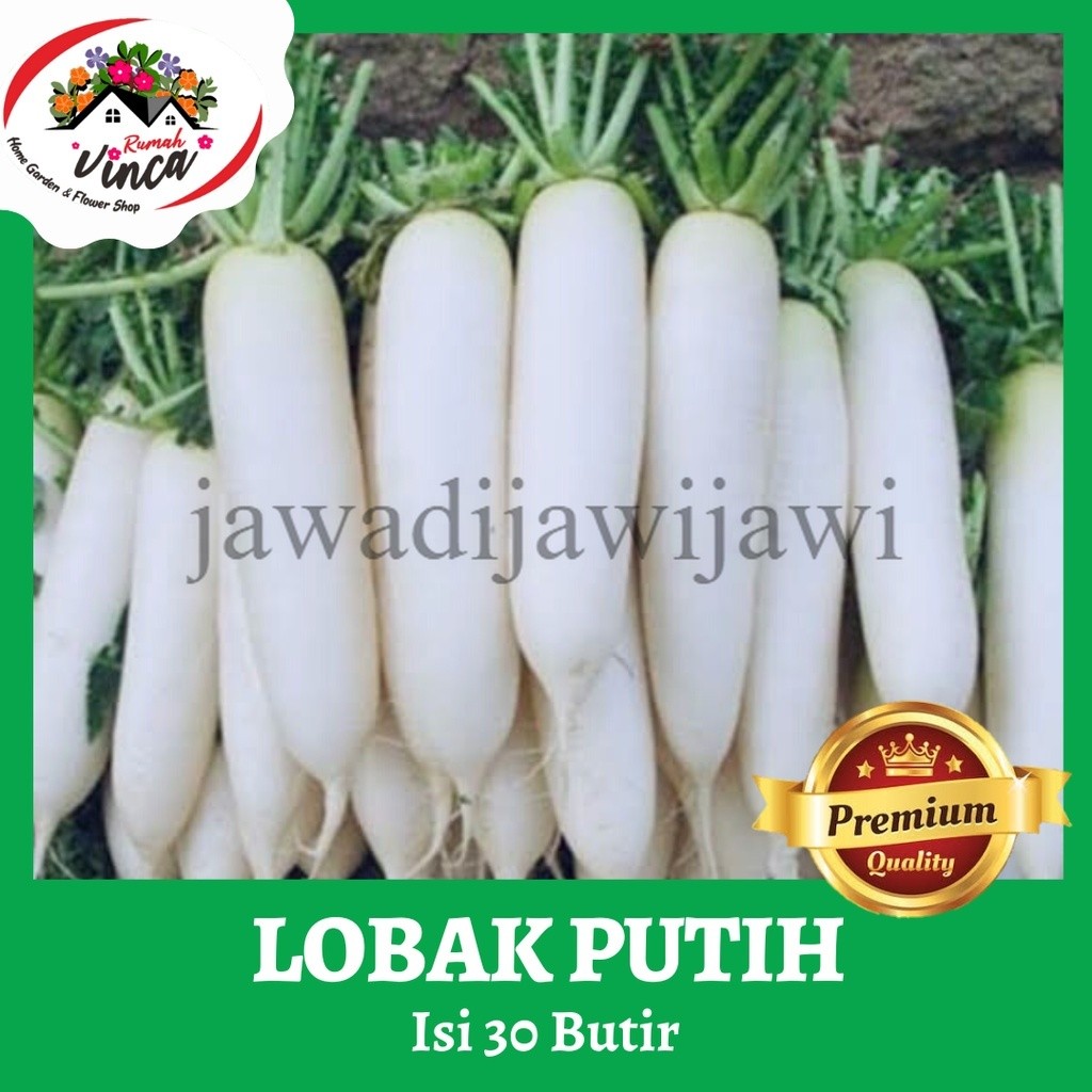 Bibit Benih Lobak Putih white Radish 30 butir Green Bow Reapacking jawadijawijawi