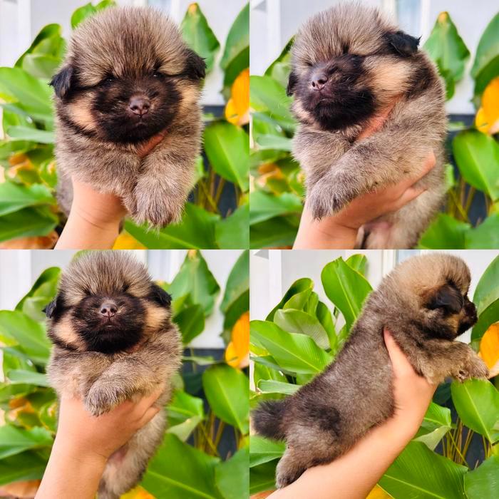 Anjing Minipom / Mini Pom
