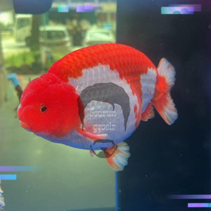 Ikan Hias Mas Koki RANCHU GOLDFISH LIONCHU LIONHEAD JELLY HEAD