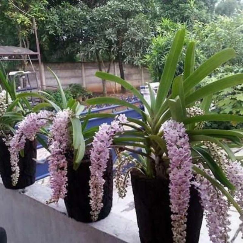 Tanaman hias anggrek ekor tupai siap berbungga anggrek retusa spike