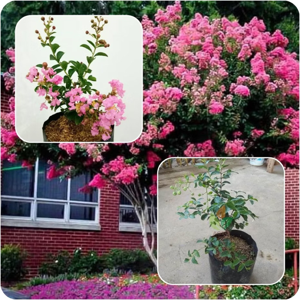 Tanaman Sakura Bungur Lokal Pink (Lagerstroemia Speciosa) - Sakura Pink