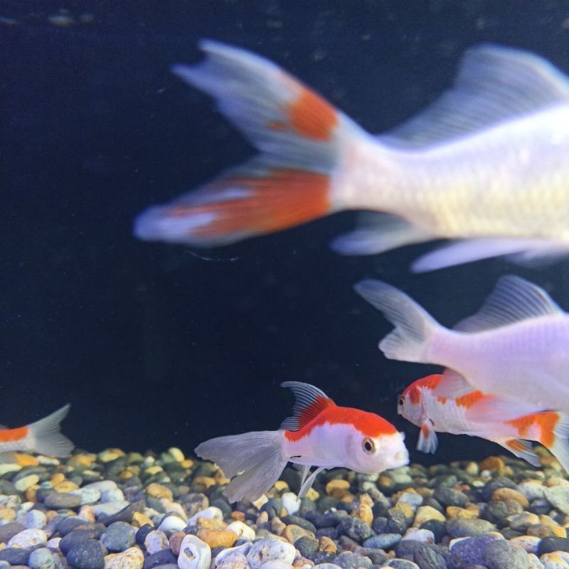 Ikan Hias Komet Slayer