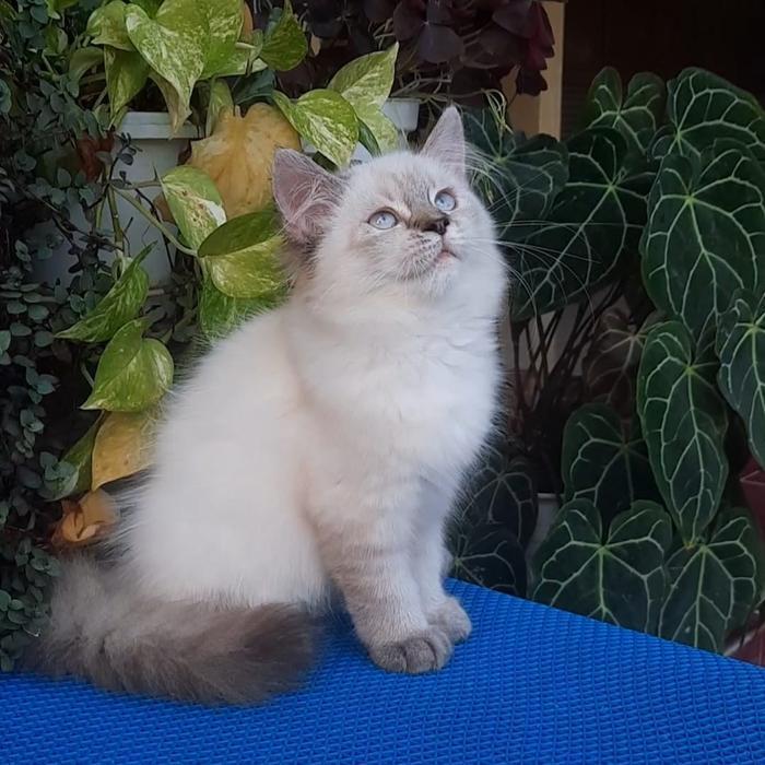 KUCING PERSIA BETINA HIMALAYA