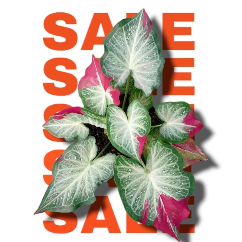 Bibit Bonggol Umbi Tanaman Caladium Cat Tumpah Keladi