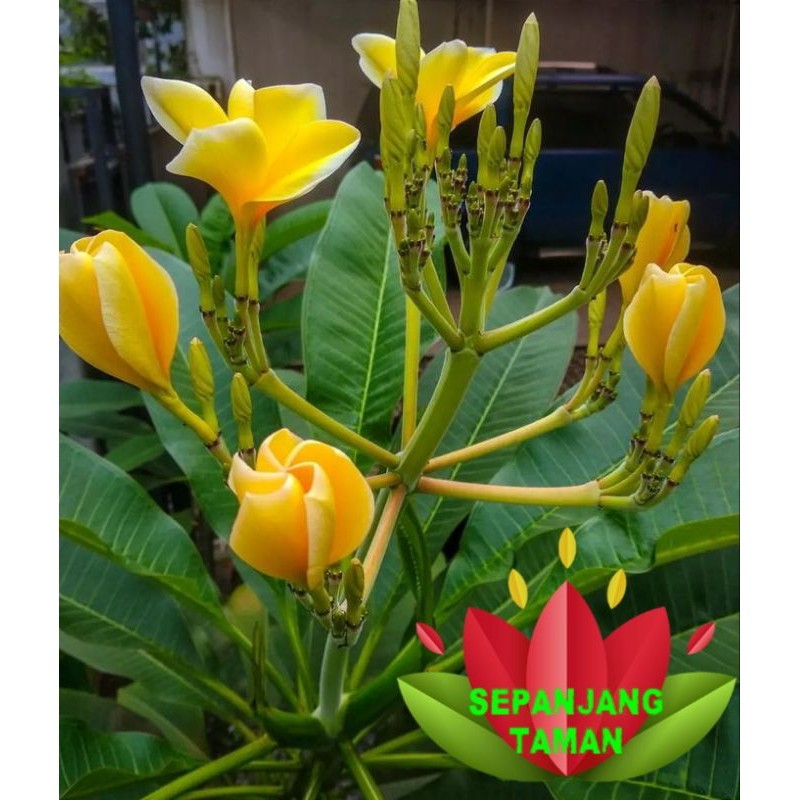 Tanaman Hias Kamboja Bali Bunga Kuning Tinggi ± 1 Meter / Stek Batang Tanaman Hias Kamboja Bali Bung