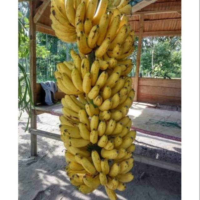 BIBIT BUAH PISANG RAJA/ROJO/Bibit pisang Raja (Pisang Rojo)