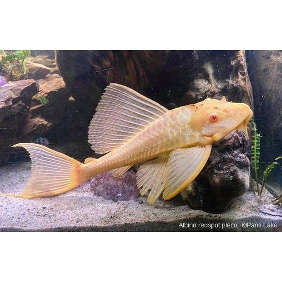 Ikan Sapu Sapu Albino / Ikan Pemakan Lumut / Ikan berkualitas Pembersih Aquarium