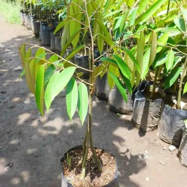 Bibit Durian Musangking Kaki 3 berbuah cepat