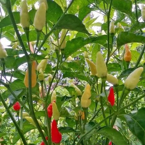 PROMO Pupuk Cabe Organik Cair Cepat Berbuah Lebat Nutrisi Tanaman Cabe