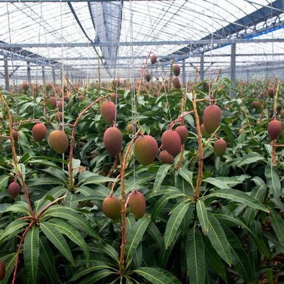 Bibit / Pohon Mangga Miyazaki Sambung Pucuk Cepat Berbuah Siap Tanam