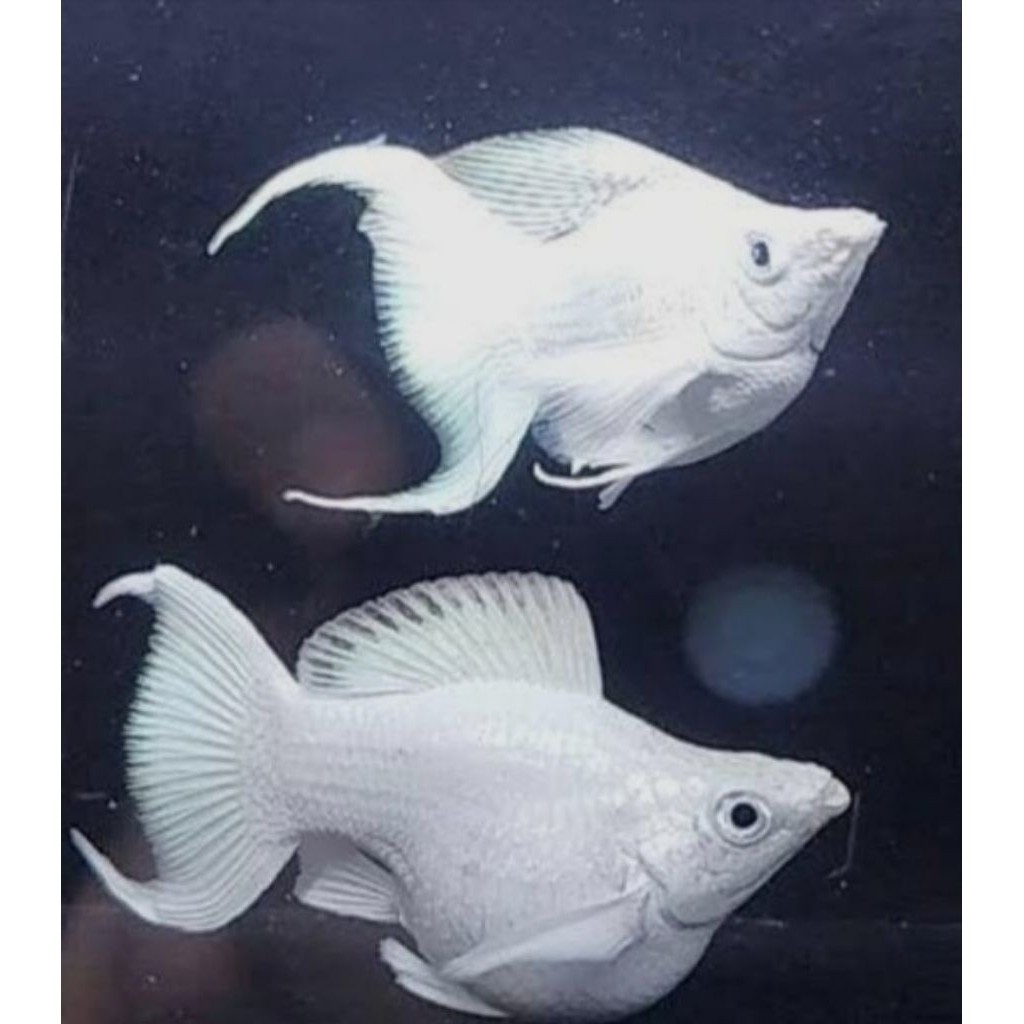 Molly Platinum Balon SEPASANG Cawang Induk Ikan Hias Sehat