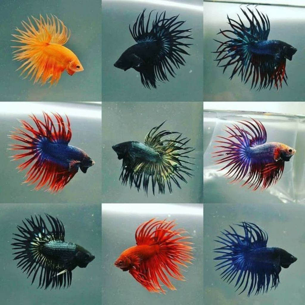 ikan cupang crowntail ISI 5 warna-warni random free pakan dan botol kaca ct