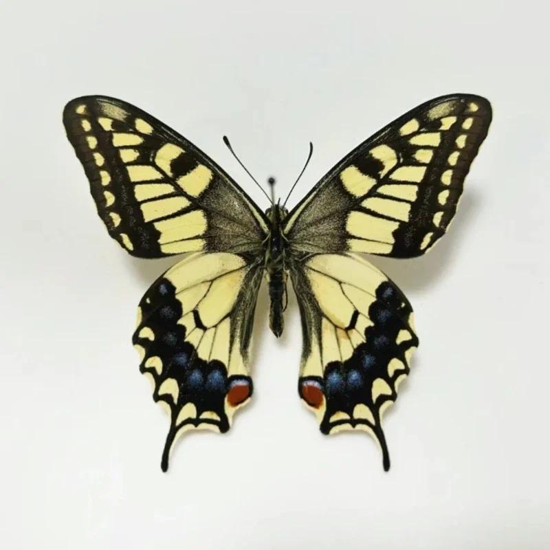 Natural Real Butterfly Specimens Rare And Exquisite Specimens Butterflies For Education Collection R