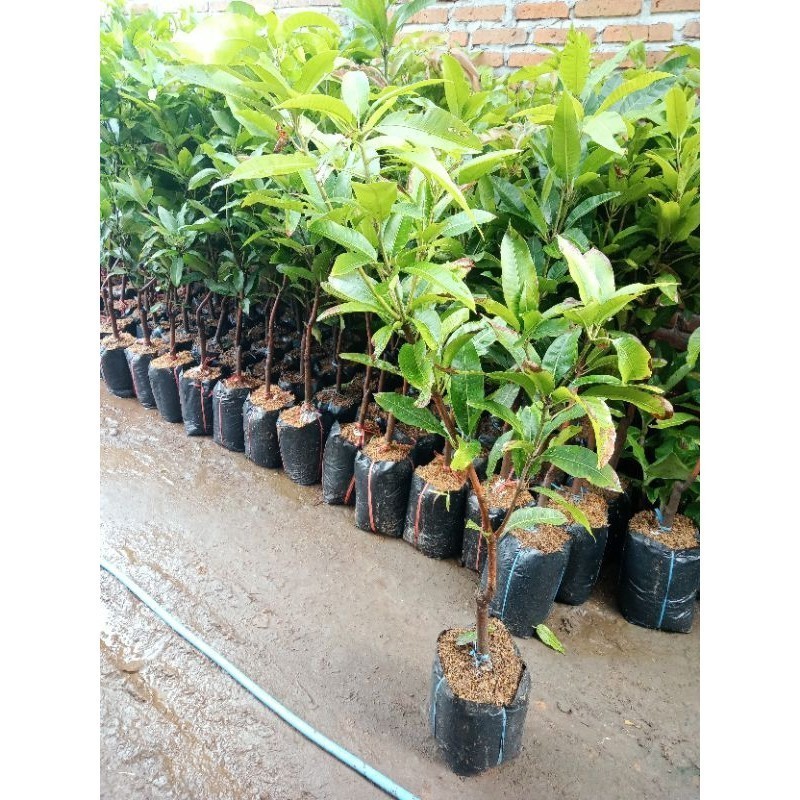 bibit mangga kweni