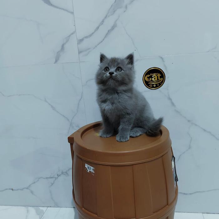 kucing Persia British abu solid