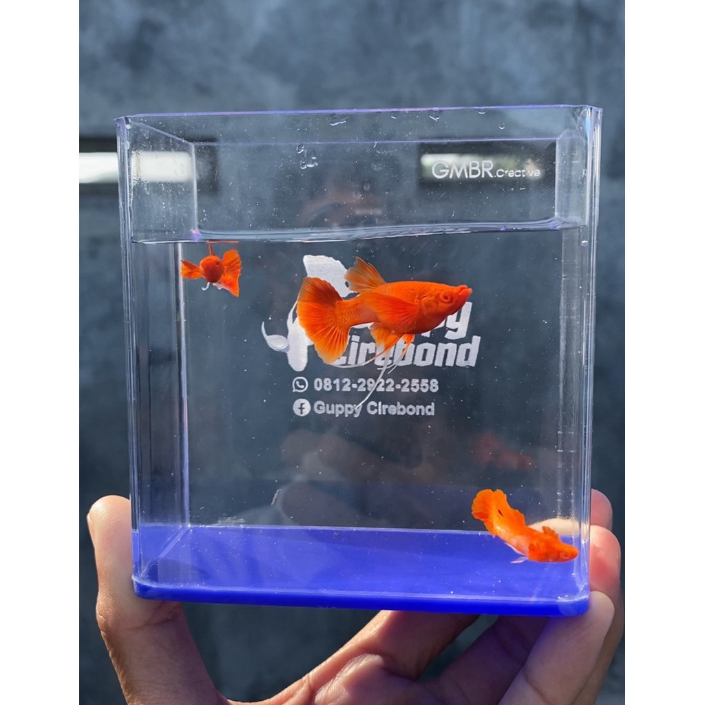 HIASAN AQUARIUM ALBINO KOI LONG RED EAR RIBBON