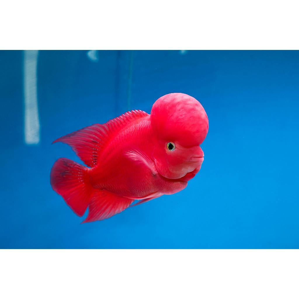 Burayak Louhan Super Red Monkey Import Thailand 3-4cm ukuran kecil gen bagus