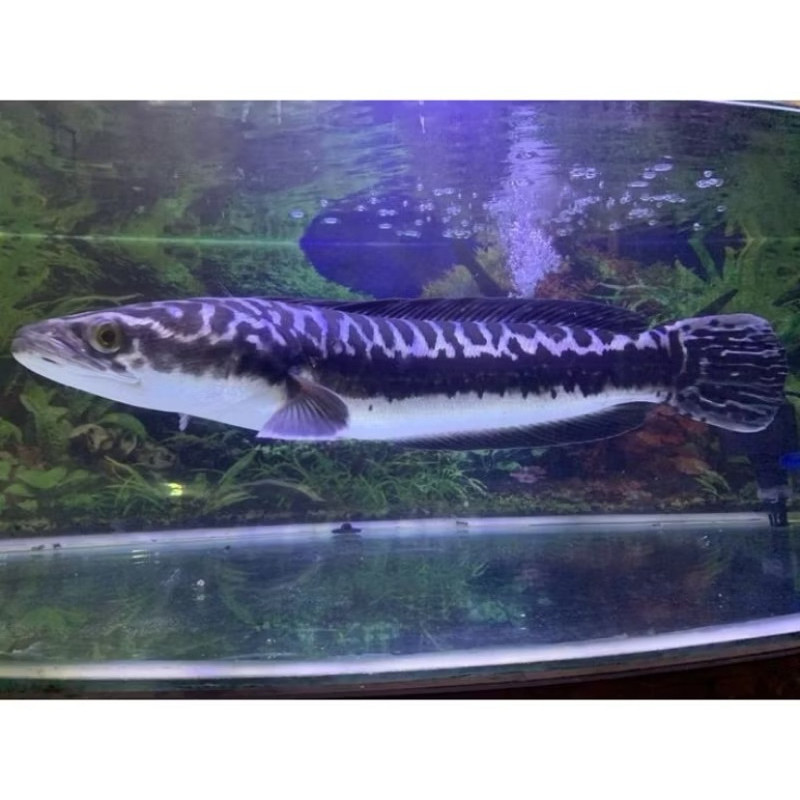 Toman Ori kalimantan size 8-11cm