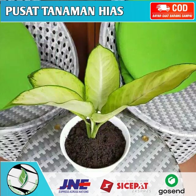 tanaman hias aglonema tisu putih
